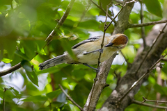 Herpsilochmus longirostris