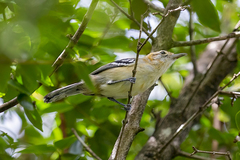 Herpsilochmus longirostris
