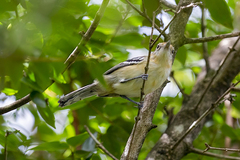 Herpsilochmus longirostris