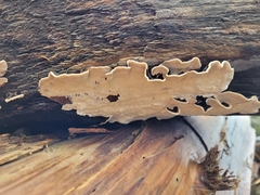 Trametes versicolor