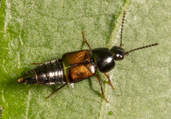 Tachinus luridus