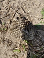 Mischocyttarus mexicanus