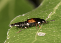 Tachinus luridus