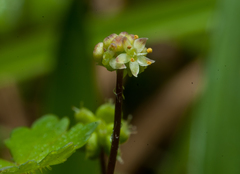 Hydrocotyle batrachium