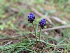 Muscari commutatum