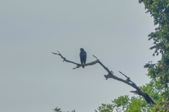 Buteogallus urubitinga