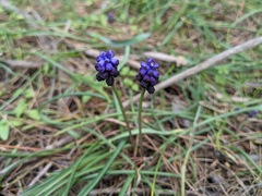 Muscari commutatum