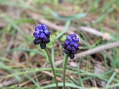 Muscari commutatum