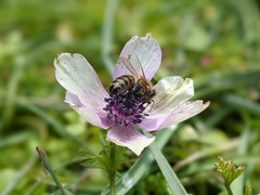 Apis mellifera