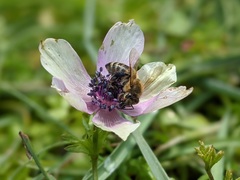 Apis mellifera