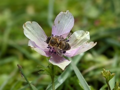 Apis mellifera