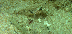 Coryphopterus dicrus
