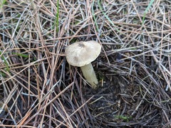 Agaricales