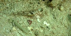 Coryphopterus dicrus