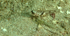 Coryphopterus dicrus