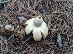 Geastrum