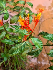 Palicourea guianensis