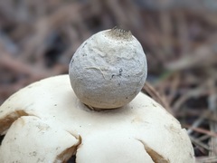 Geastrum