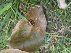 Botanochara duodecimverrucata