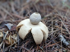 Geastrum