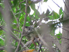 Iguana iguana