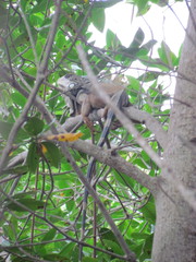 Iguana iguana
