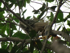 Iguana iguana