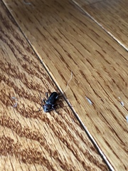 Phymatodes testaceus