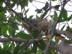 Iguana iguana