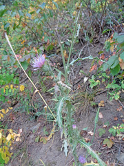 Cirsium tracyi