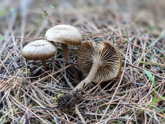 Agaricales
