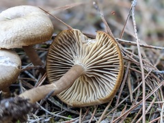 Agaricales