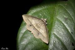 Hypospila creberrima
