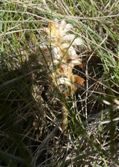 Orobanche artemisiae-campestris