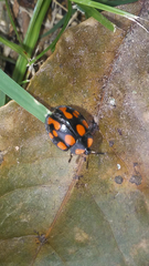 Botanochara duodecimverrucata