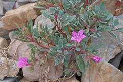 Collomia debilis debilis