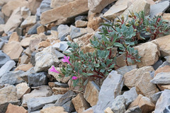 Collomia debilis debilis