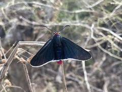 Pyrrhopyge zenodorus