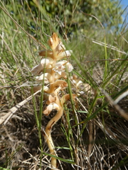 Orobanche artemisiae-campestris