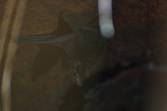 Peropteryx