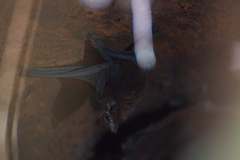 Peropteryx