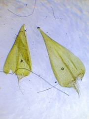 Hygroamblystegium humile