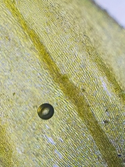 Hygroamblystegium humile