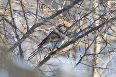 Turdus pilaris
