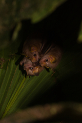 Mesophylla macconnelli