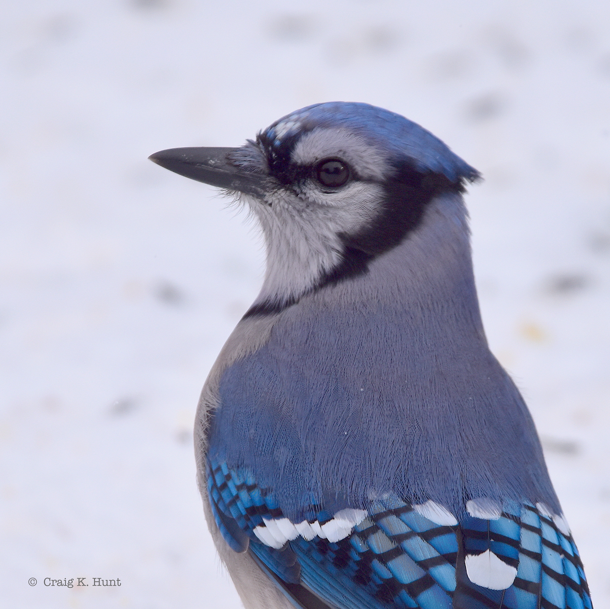 Blue Jay (Cyanocitta cristata) · iNaturalist