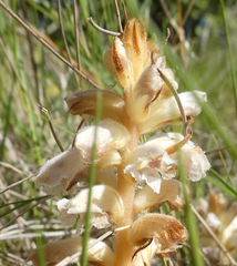 Orobanche artemisiae-campestris