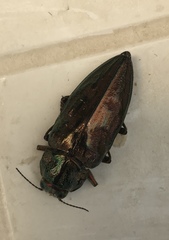 Chalcophora mariana massiliensis