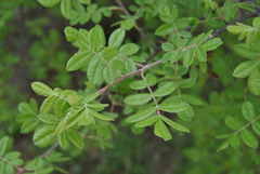 Commiphora mollis
