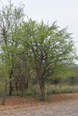 Commiphora mollis